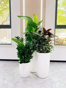 杭州湾花木租摆哪家强？这里有你要的答案！